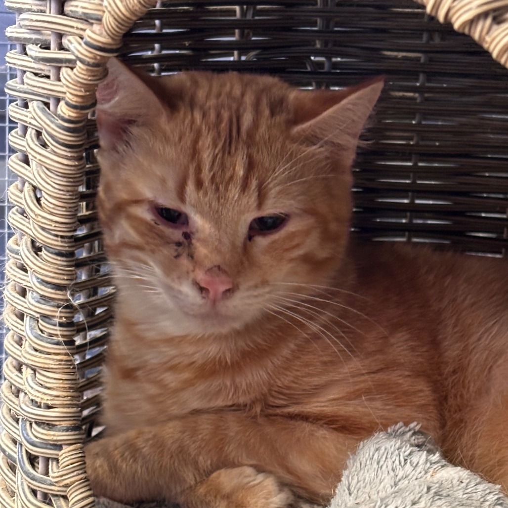 Iggy, an adoptable Domestic Short Hair in Midland, TX, 79701 | Photo Image 1