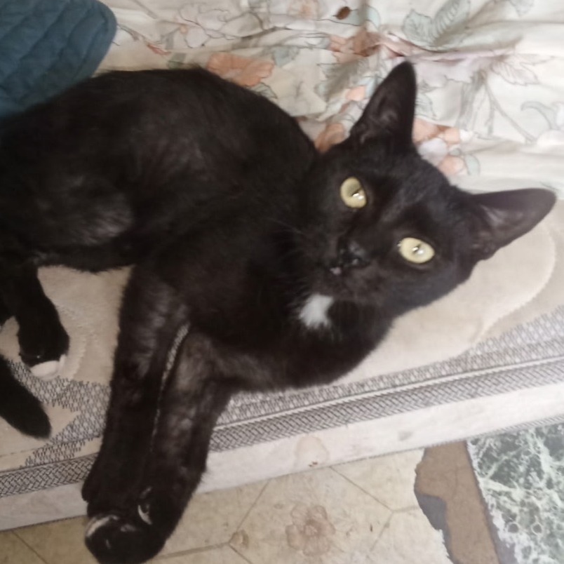 Boo, an adoptable Domestic Short Hair in Midland, TX, 79701 | Photo Image 1