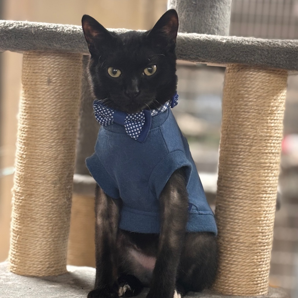 Boo, an adoptable Domestic Short Hair in Midland, TX, 79701 | Photo Image 1