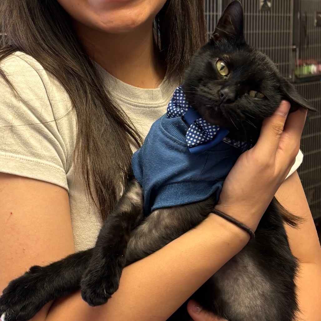 Boo, an adoptable Domestic Short Hair in Midland, TX, 79701 | Photo Image 3