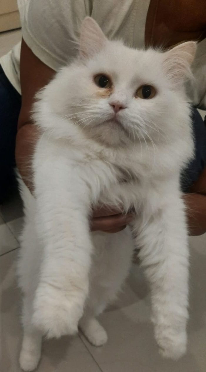 Bibi, an adoptable Persian in Snow Hill, MD, 21863 | Photo Image 1