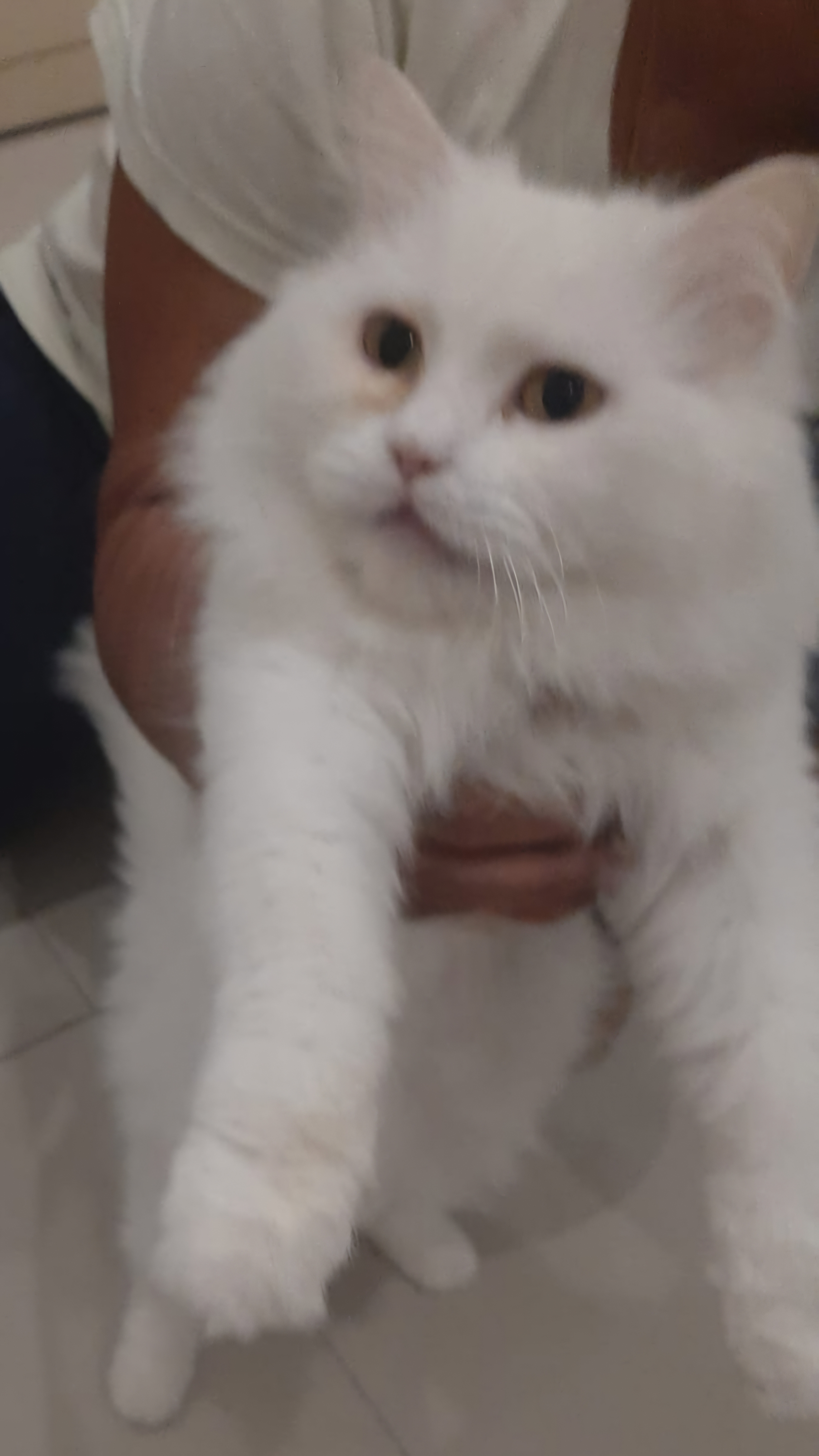 Bibi, an adoptable Persian in Snow Hill, MD, 21863 | Photo Image 2