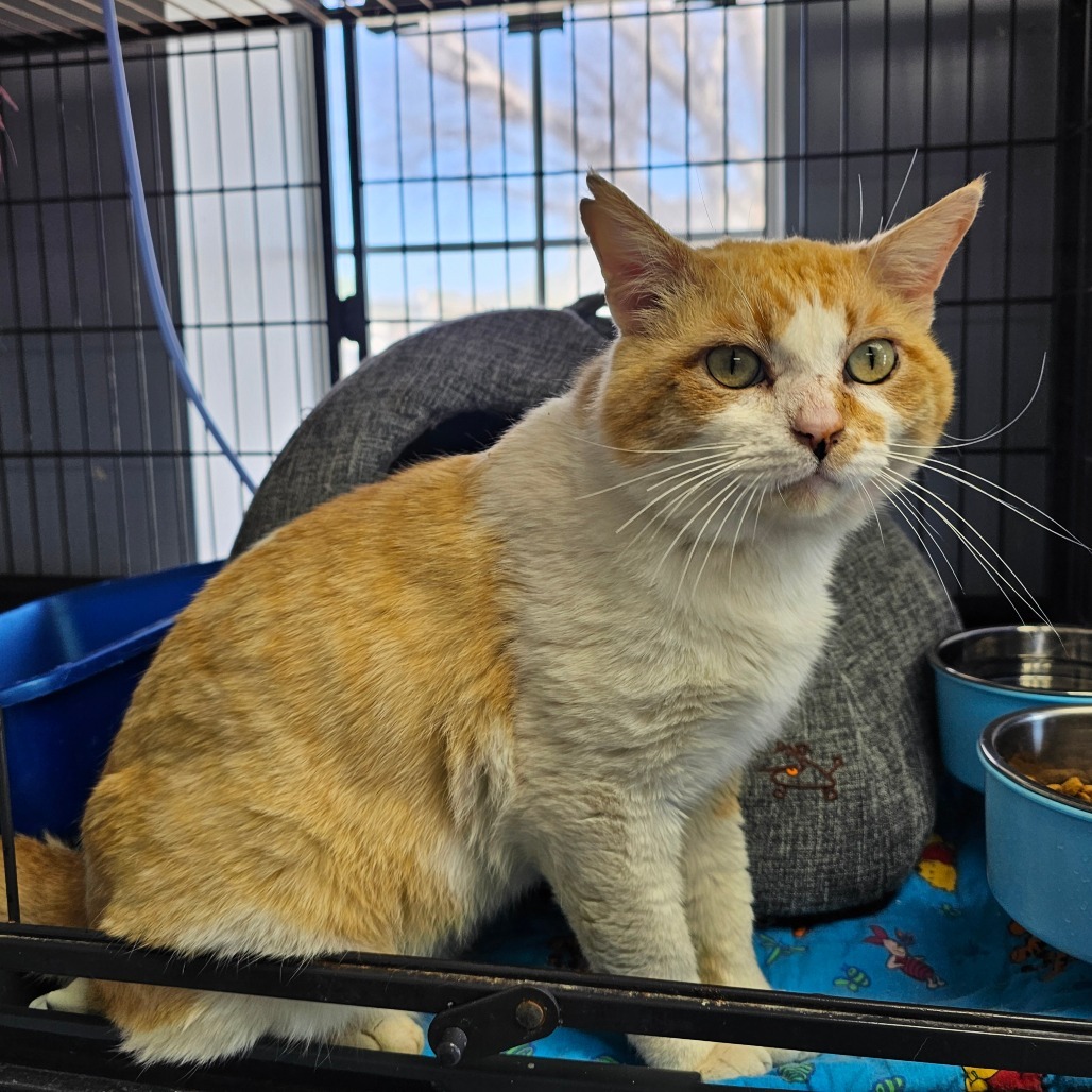 Finn, an adoptable Domestic Short Hair in Duncan, OK, 73533 | Photo Image 1