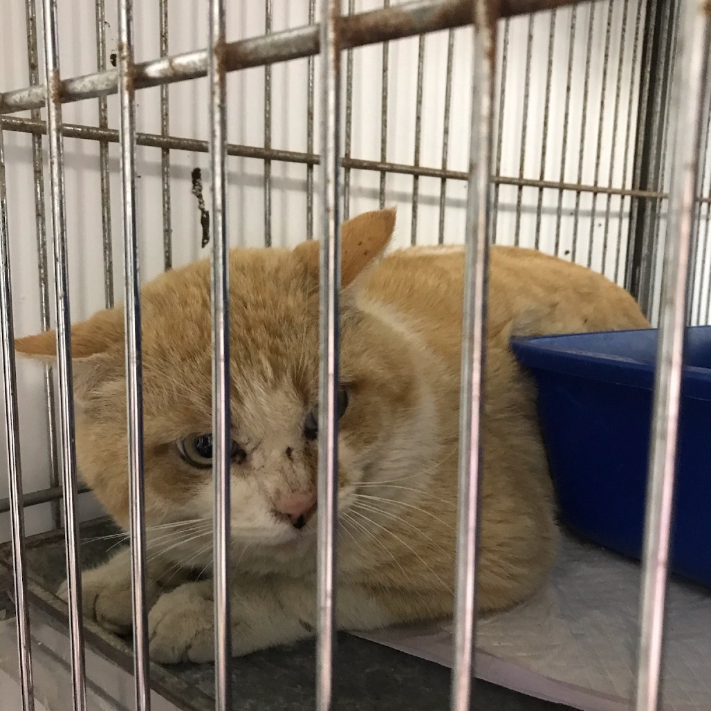 Finn, an adoptable Domestic Short Hair in Duncan, OK, 73533 | Photo Image 2