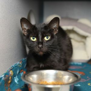 Hypa, Young Female Domestic Short Hair