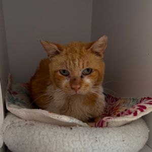 Eli, Senior Male Domestic Short Hair