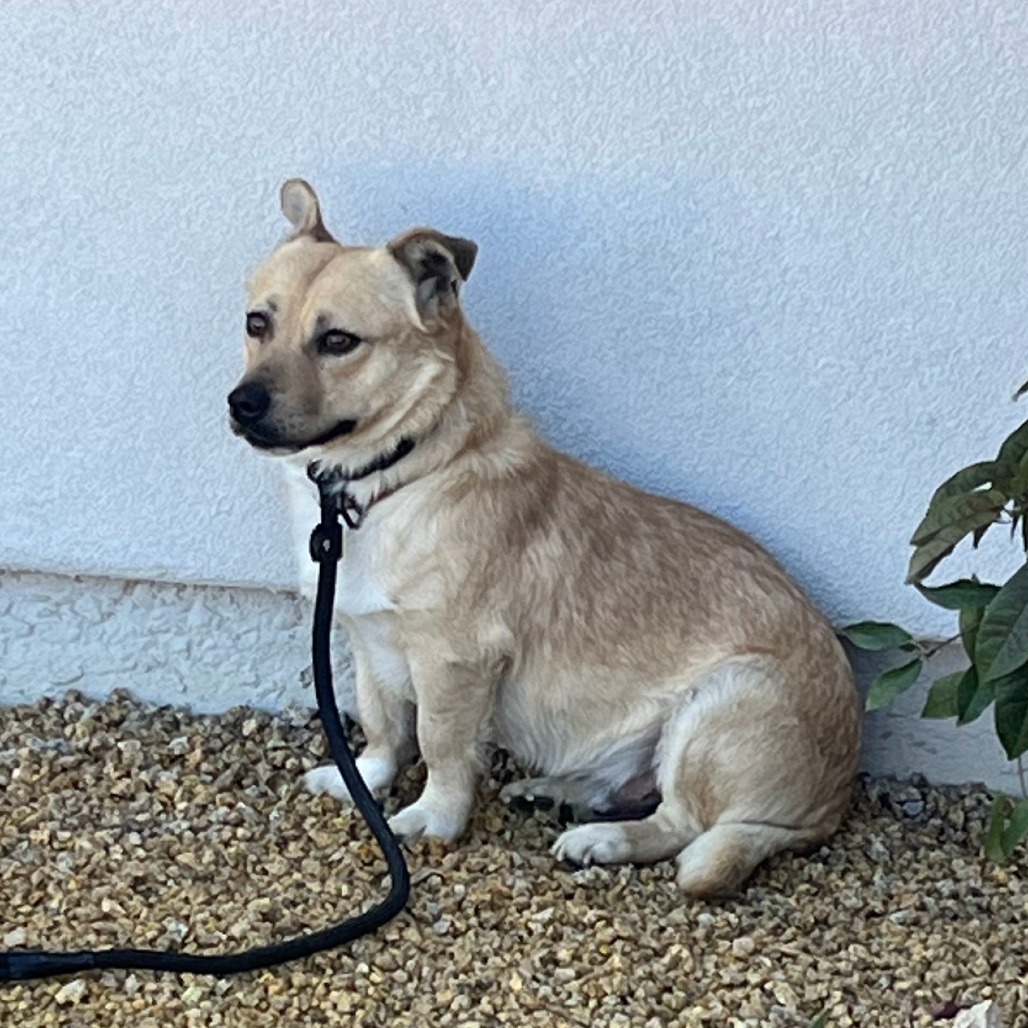 Gordo