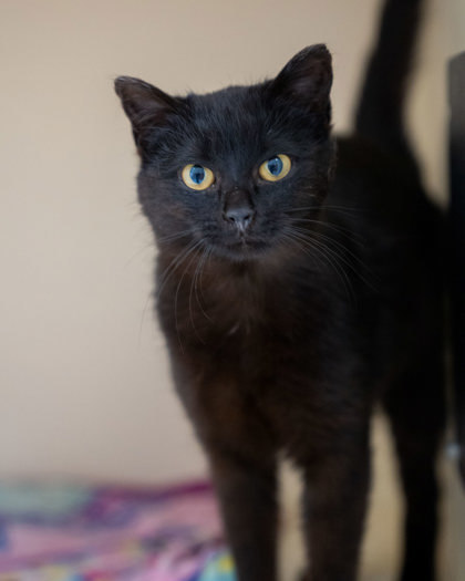 Amelie, an adoptable Domestic Short Hair in Pequot Lakes, MN, 56472 | Photo Image 1