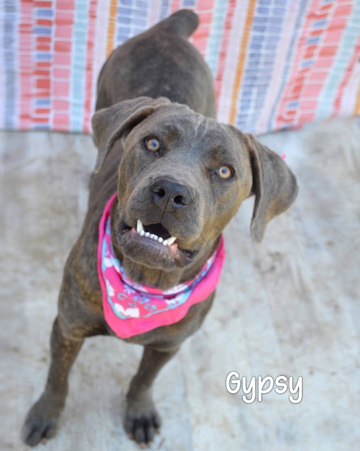 Gypsy