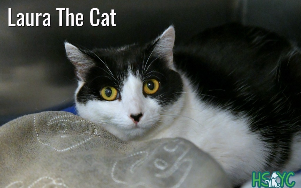 Laura the Cat