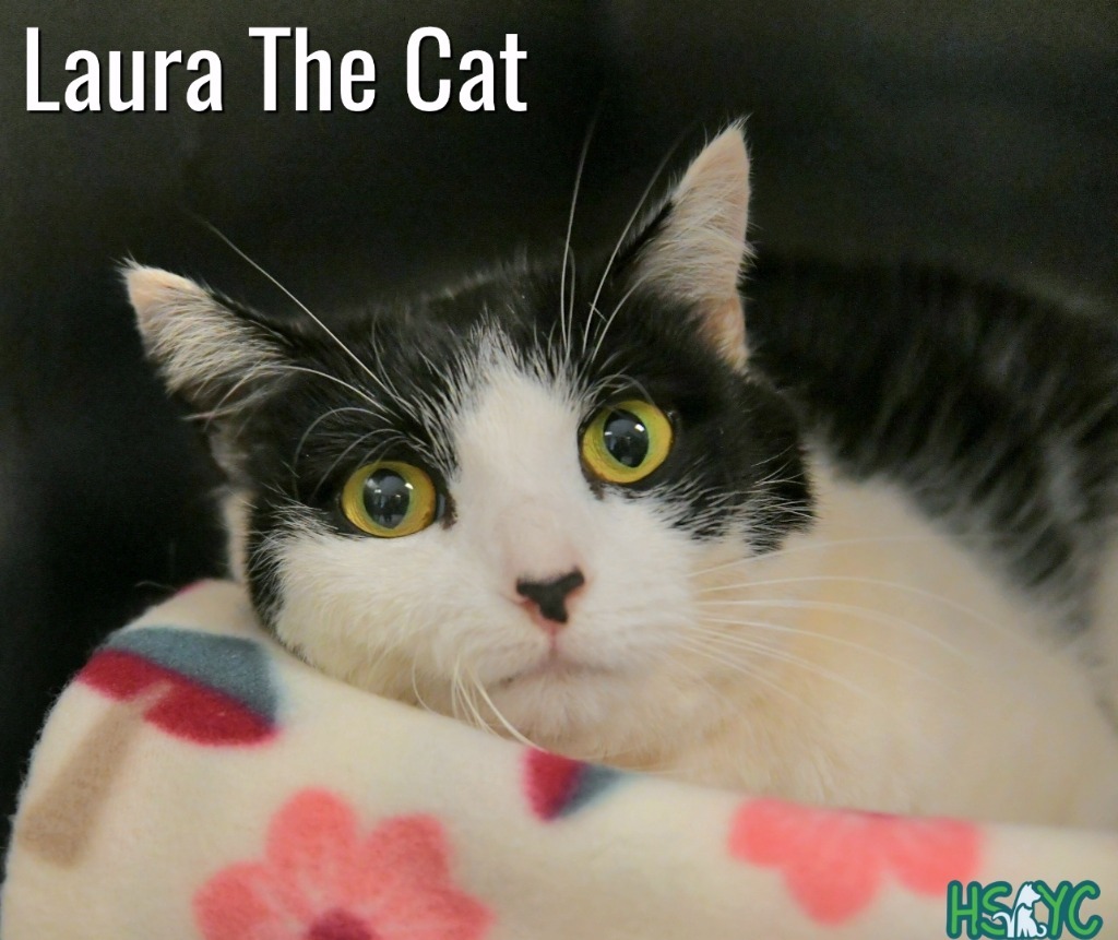 Laura the Cat