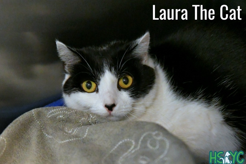 Laura the Cat