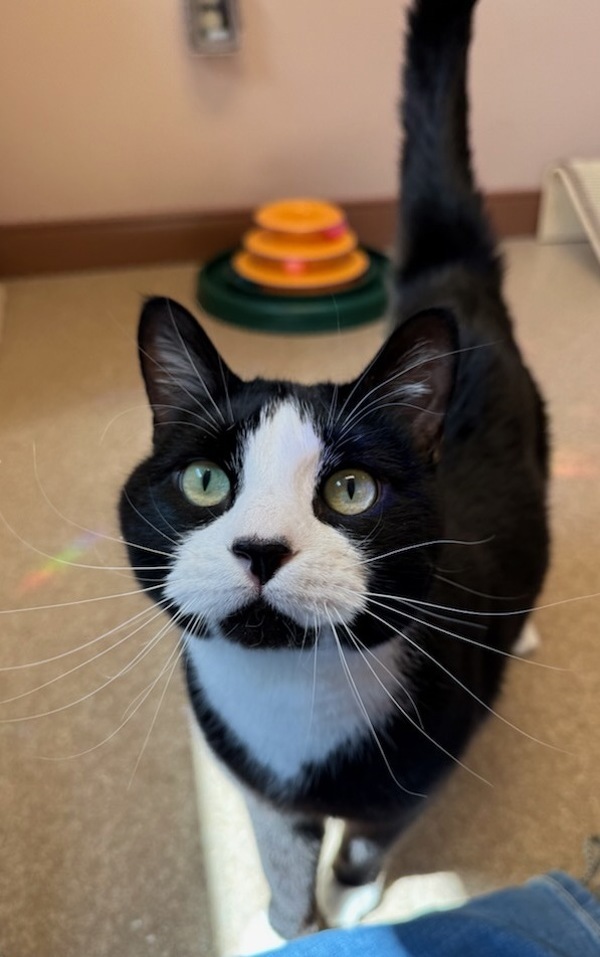 Sawyer, an adoptable Domestic Short Hair in Great Falls, MT, 59405 | Photo Image 1