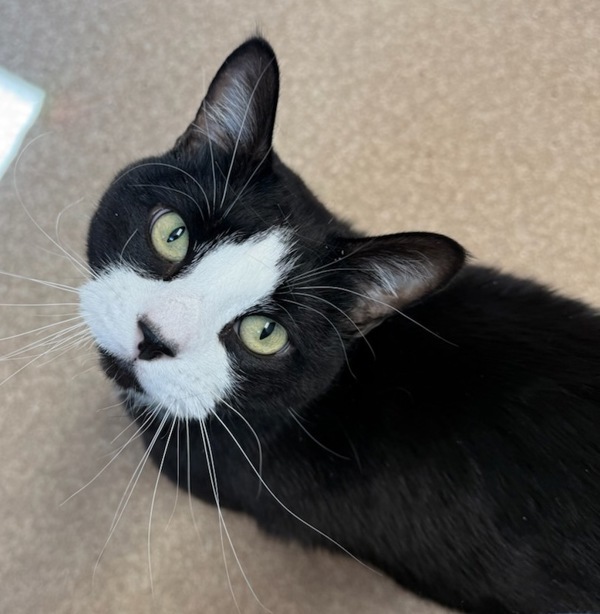 Sawyer, an adoptable Domestic Short Hair in Great Falls, MT, 59405 | Photo Image 2