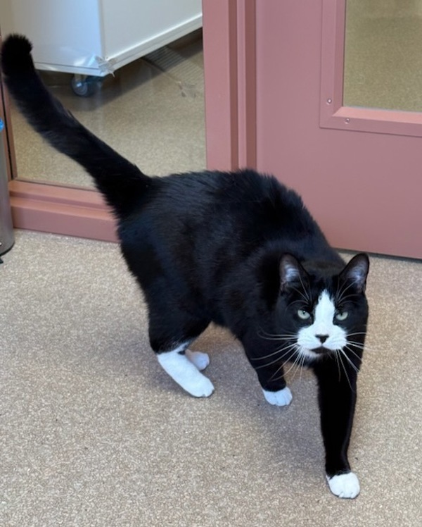 Sawyer, an adoptable Domestic Short Hair in Great Falls, MT, 59405 | Photo Image 4