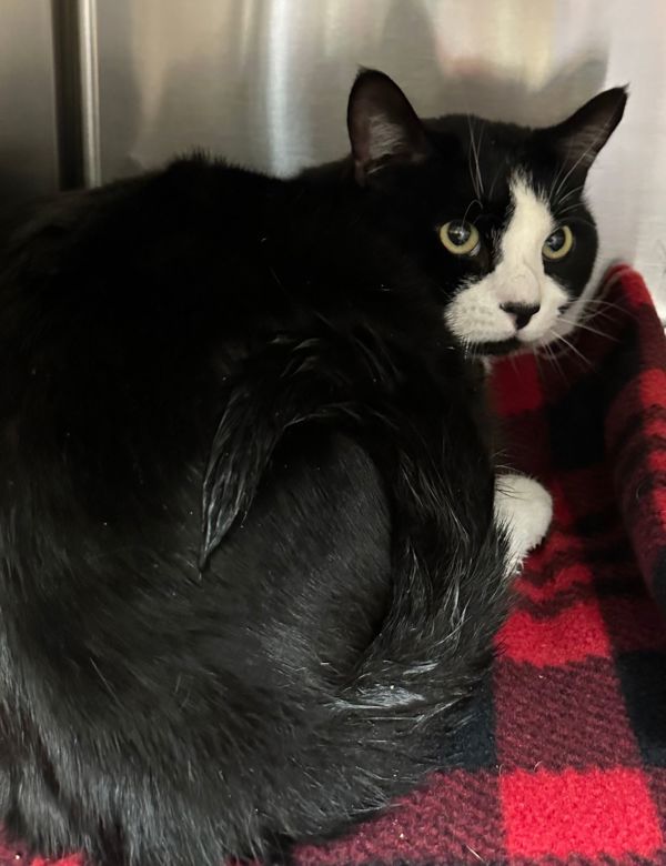 Sawyer, an adoptable Domestic Short Hair in Great Falls, MT, 59405 | Photo Image 5