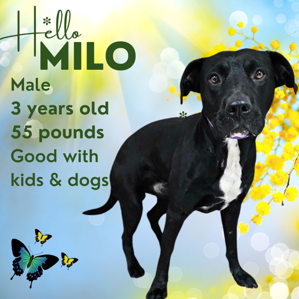 Milo