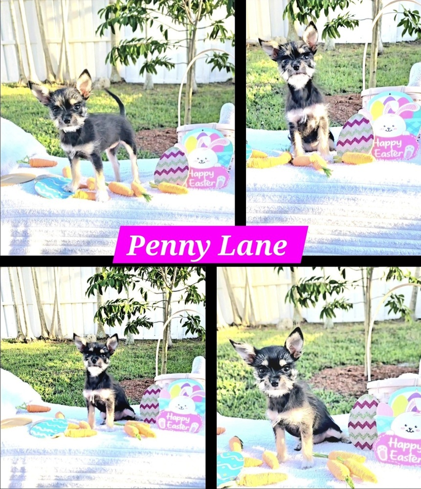 Penny Lane