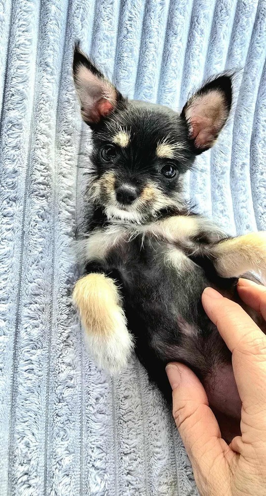 Penny Lane
