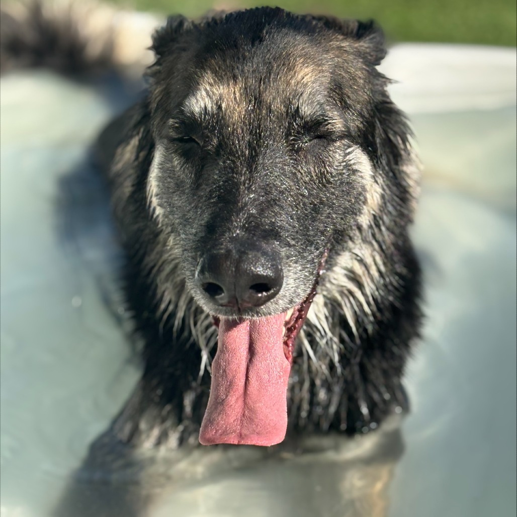 MOOSE, an adoptable German Shepherd Dog, Saluki in Henderson, NV, 89015 | Photo Image 1