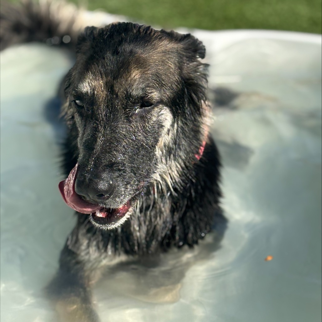 MOOSE, an adoptable German Shepherd Dog, Saluki in Henderson, NV, 89015 | Photo Image 2
