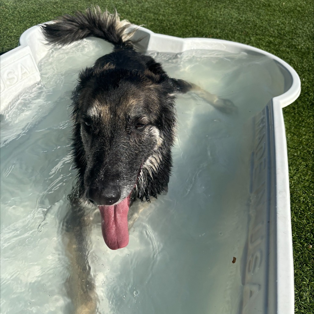 MOOSE, an adoptable German Shepherd Dog, Saluki in Henderson, NV, 89015 | Photo Image 3