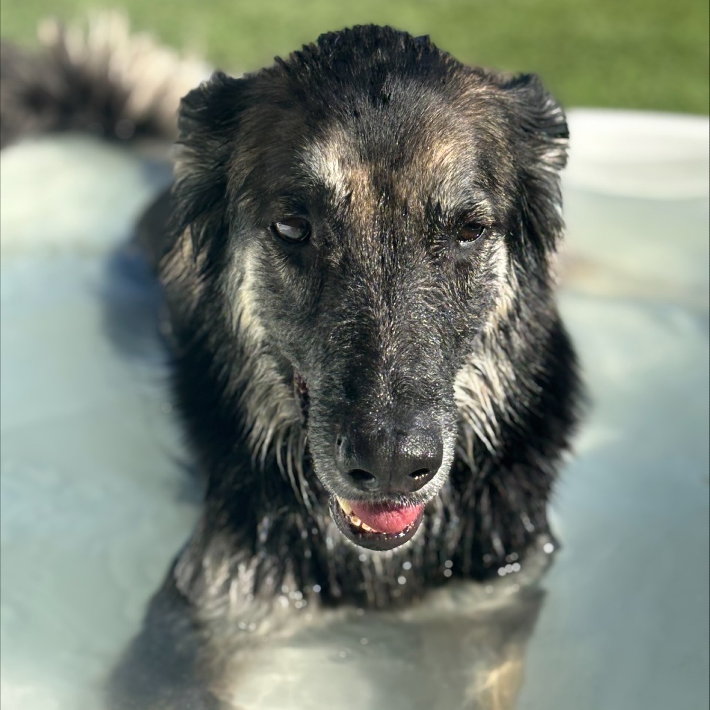 MOOSE, an adoptable German Shepherd Dog, Saluki in Henderson, NV, 89015 | Photo Image 4