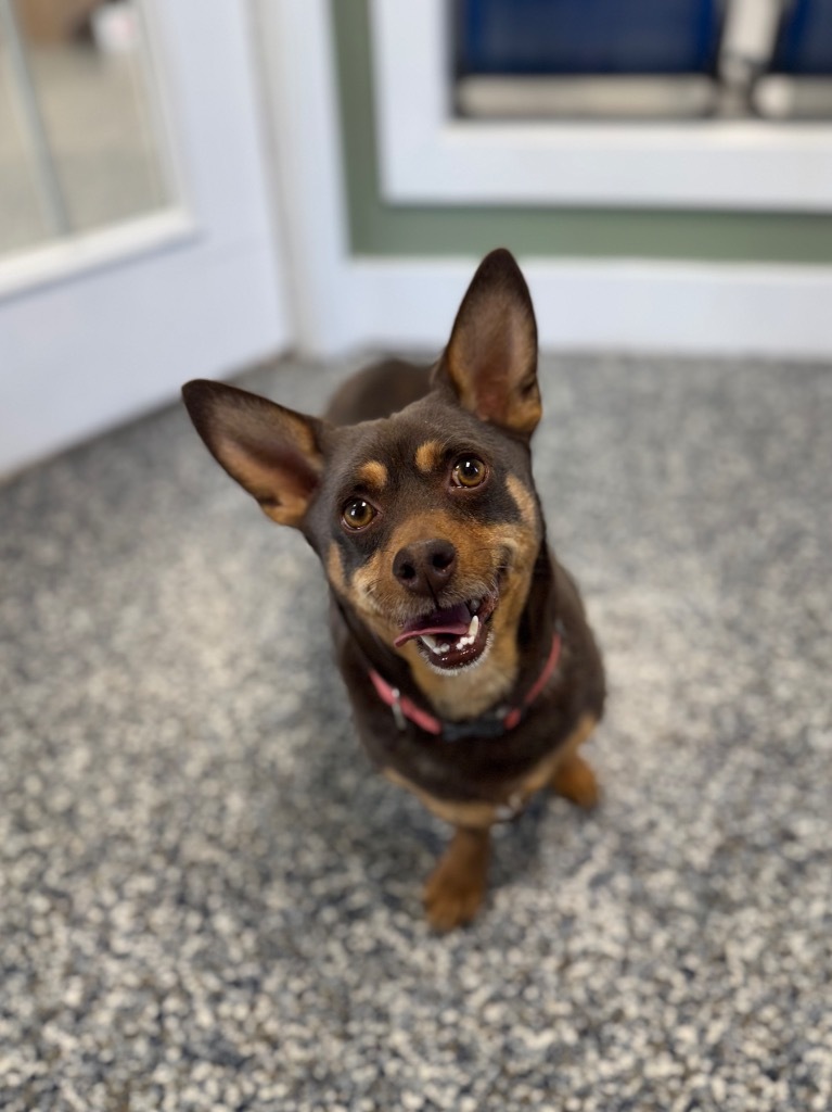 Rufus