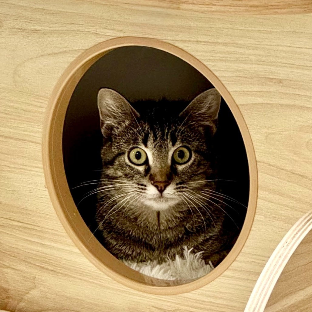 Jelly, an adoptable Domestic Short Hair in Wichita, KS, 67278 | Photo Image 2