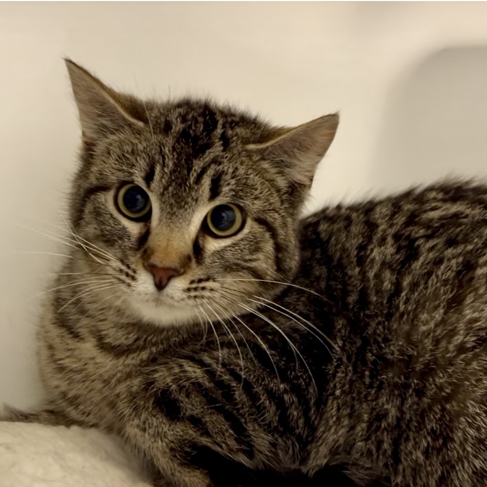 Jelly, an adoptable Domestic Short Hair in Wichita, KS, 67278 | Photo Image 3