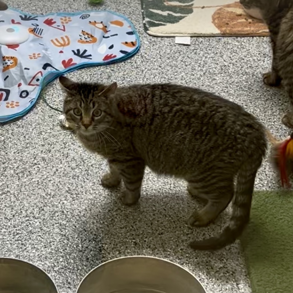 Jelly, an adoptable Domestic Short Hair in Wichita, KS, 67278 | Photo Image 3