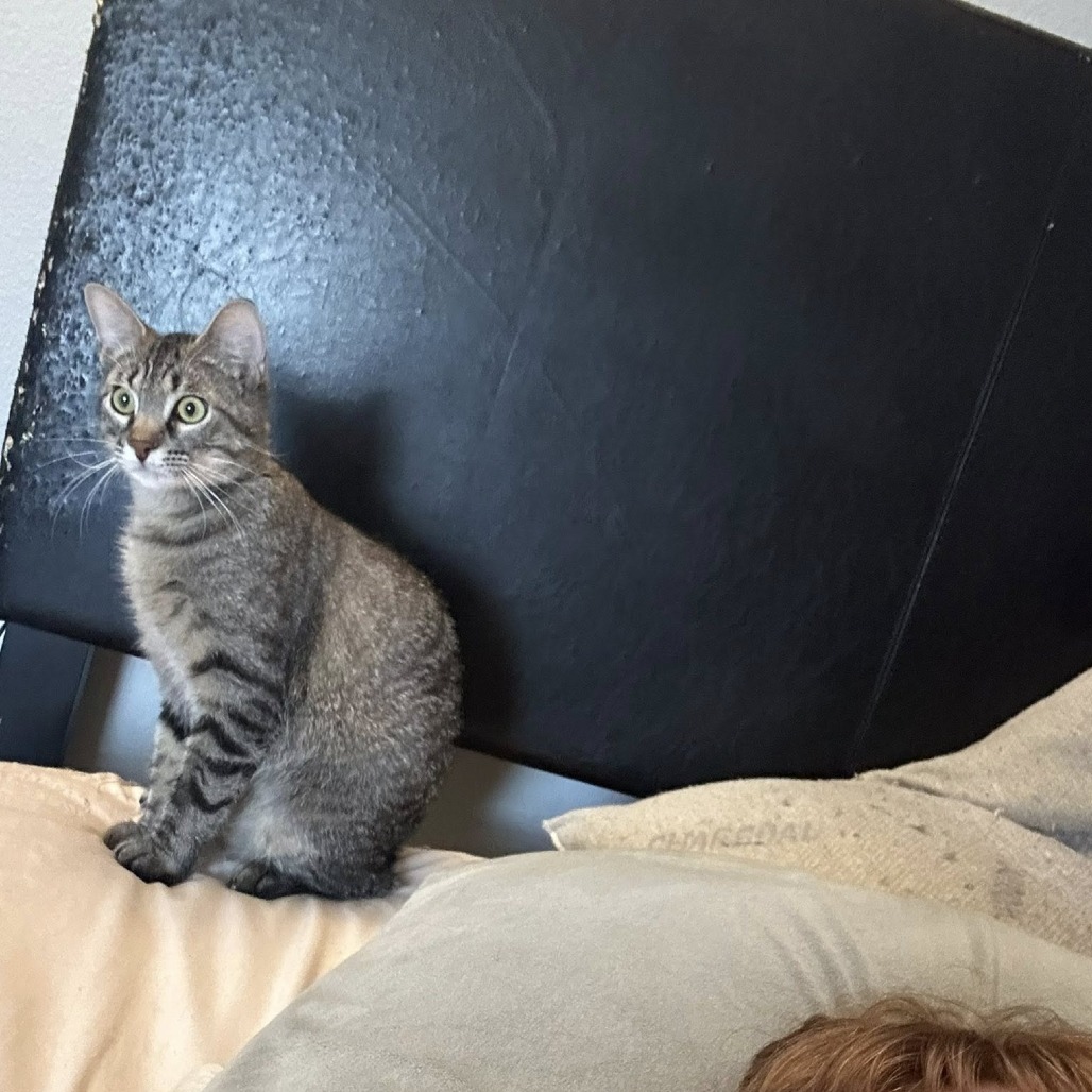 Jelly, an adoptable Domestic Short Hair in Wichita, KS, 67278 | Photo Image 5