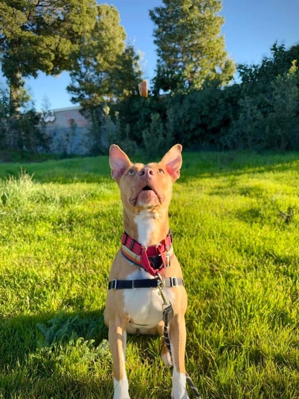 Willow