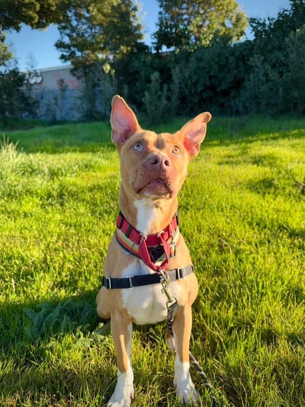 Willow