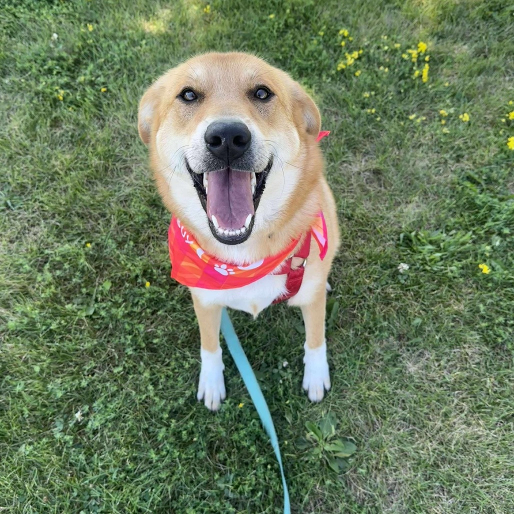 Zada