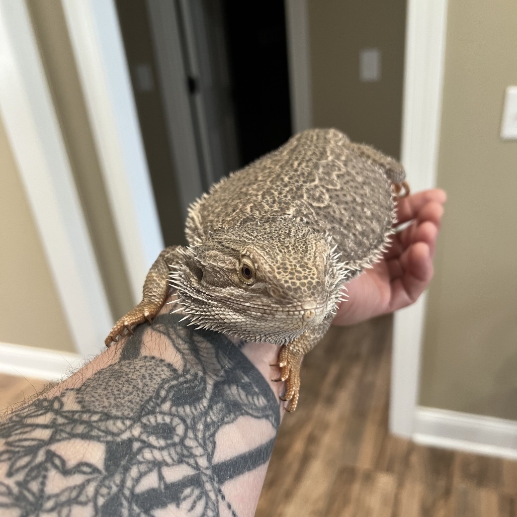 Louie