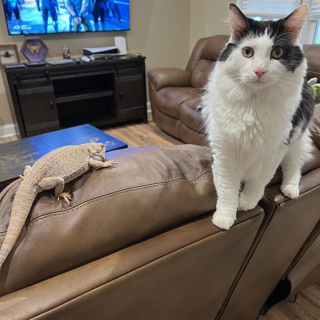 Louie