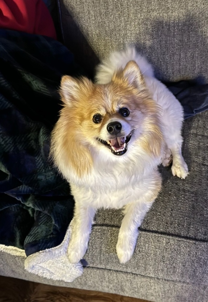 Kobe Pom
