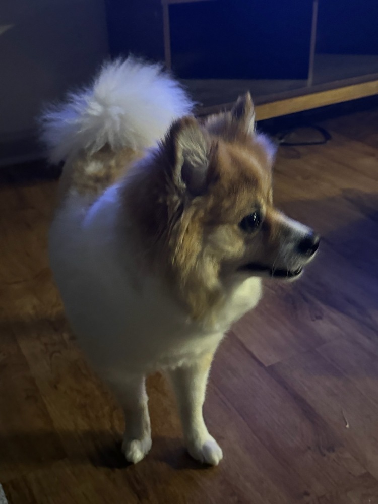 Kobe Pom