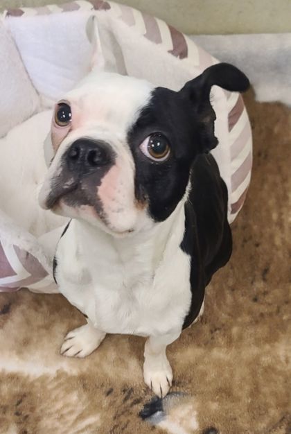 Dixie, an adoptable Boston Terrier, Mixed Breed in Willmar, MN, 56201 | Photo Image 1