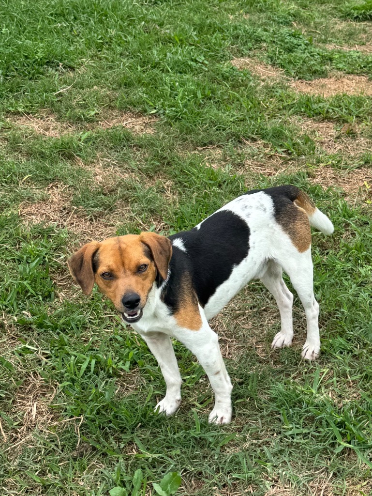 Otis