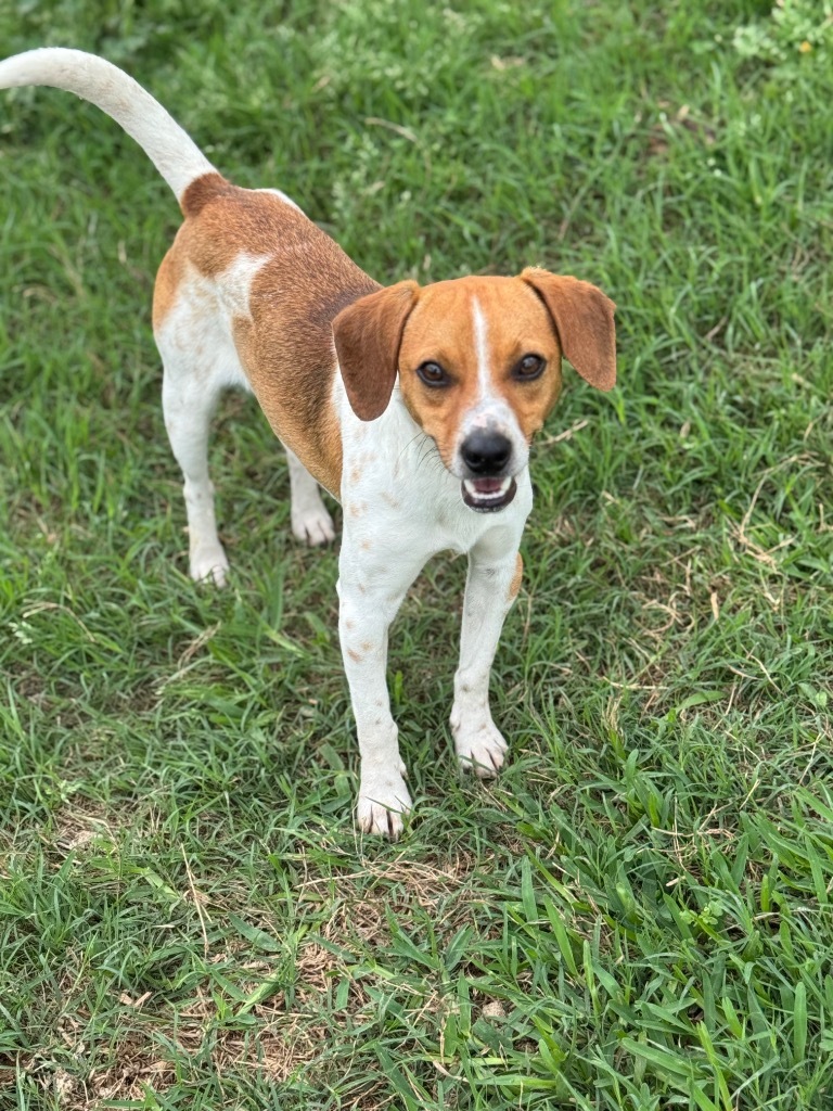 Opie