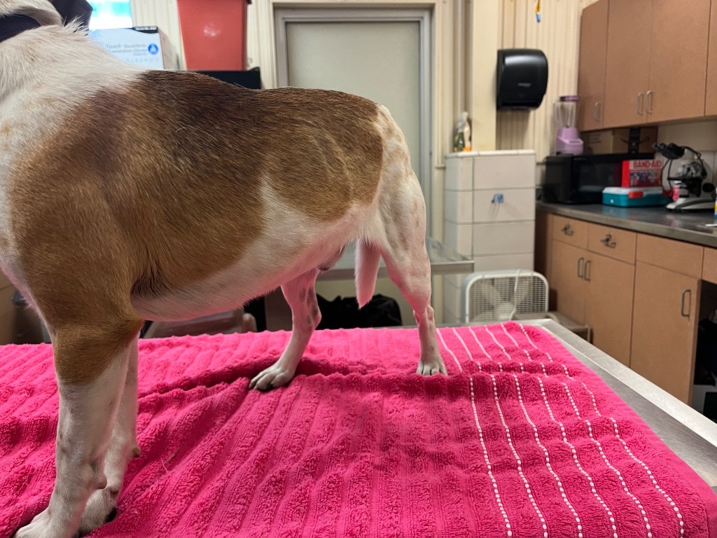 Opie
