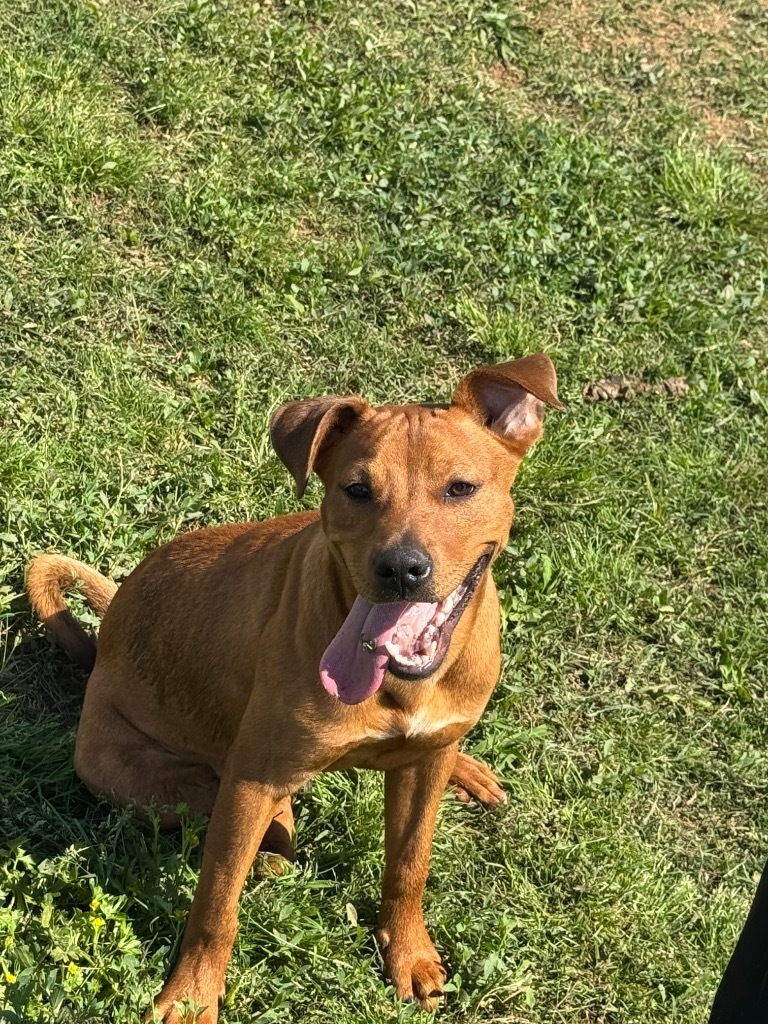 Scrappy (Micah)