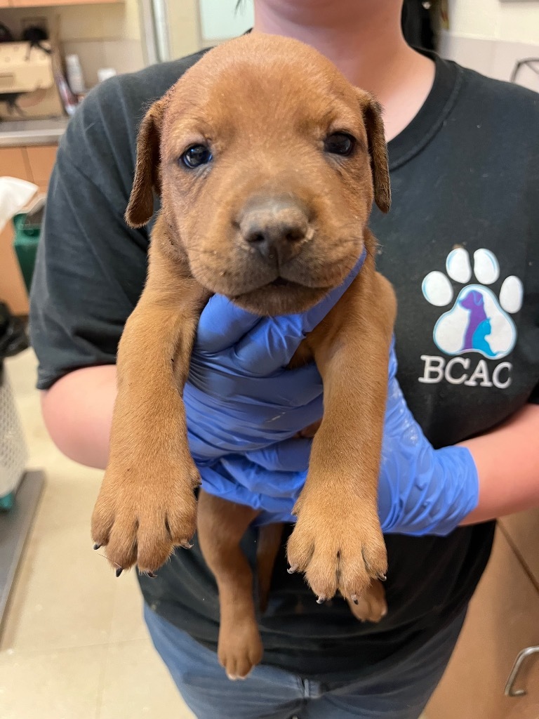 Scrappy (Micah)