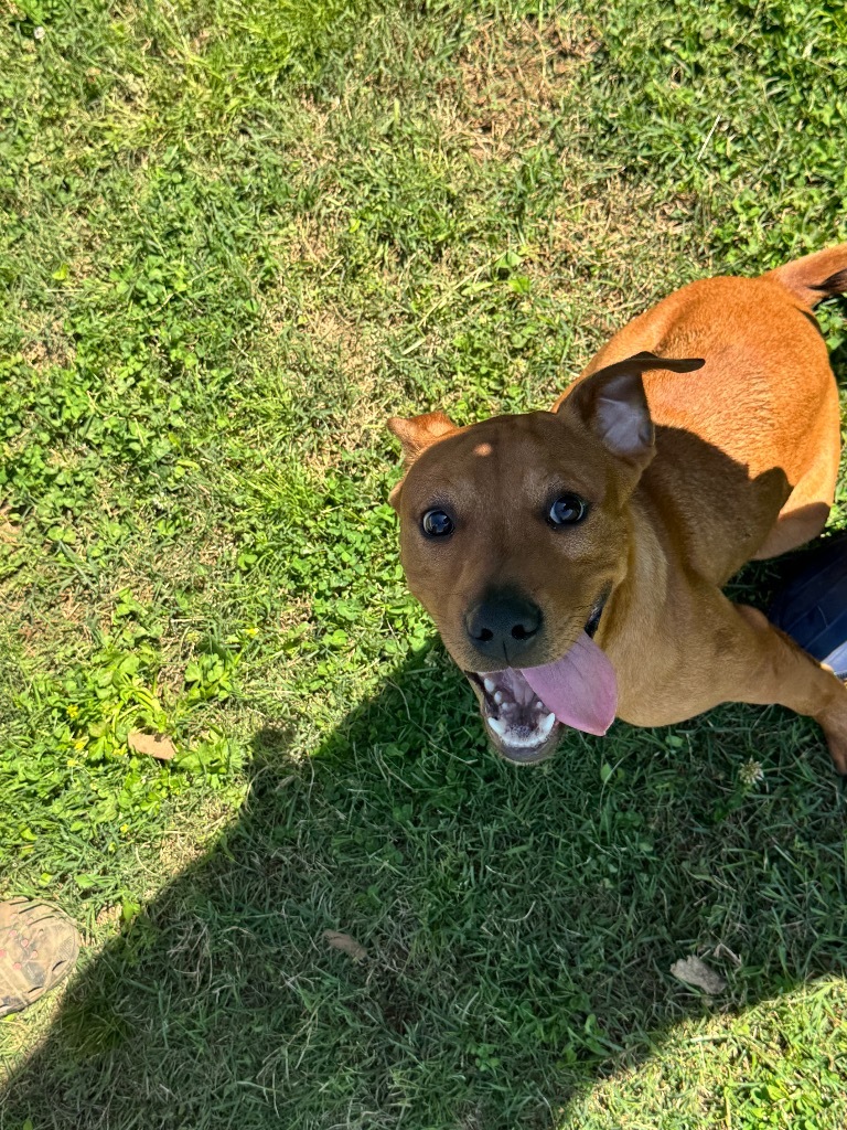 Scrappy (Micah)