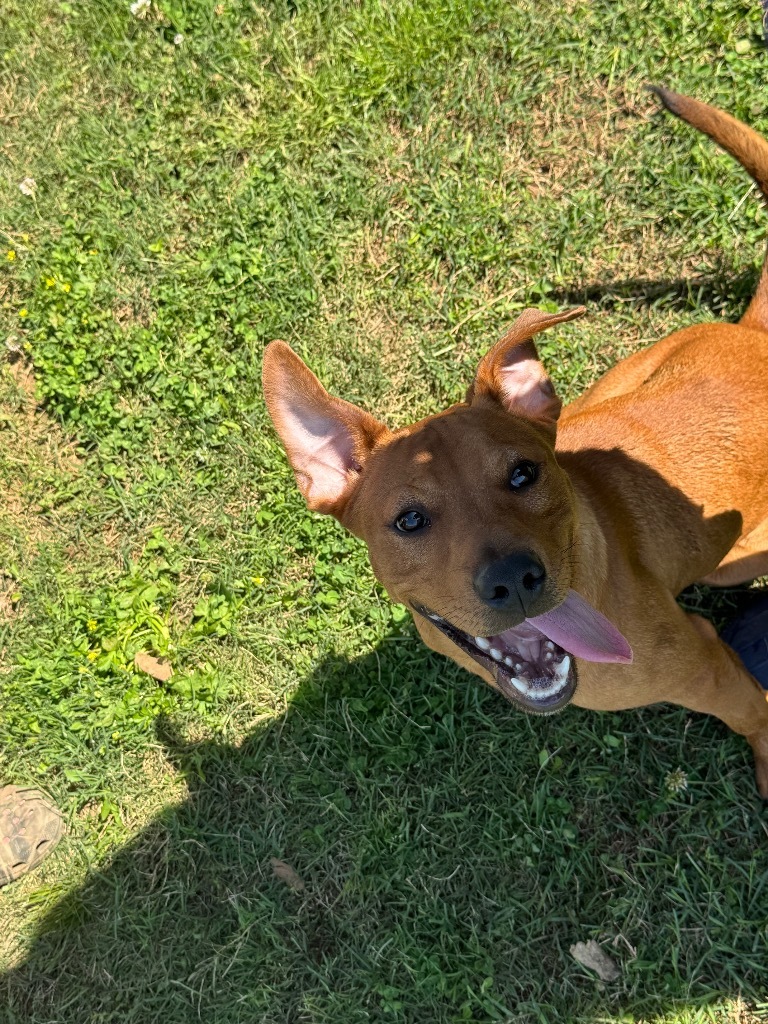 Scrappy (Micah)