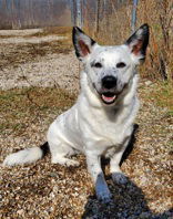 Stretch (6648), an adoptable Corgi, Dalmatian in Lake City, MI, 49651 | Photo Image 1