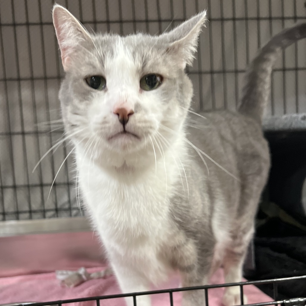 Silas, an adoptable Domestic Short Hair in Bismarck, ND, 58507 | Photo Image 1