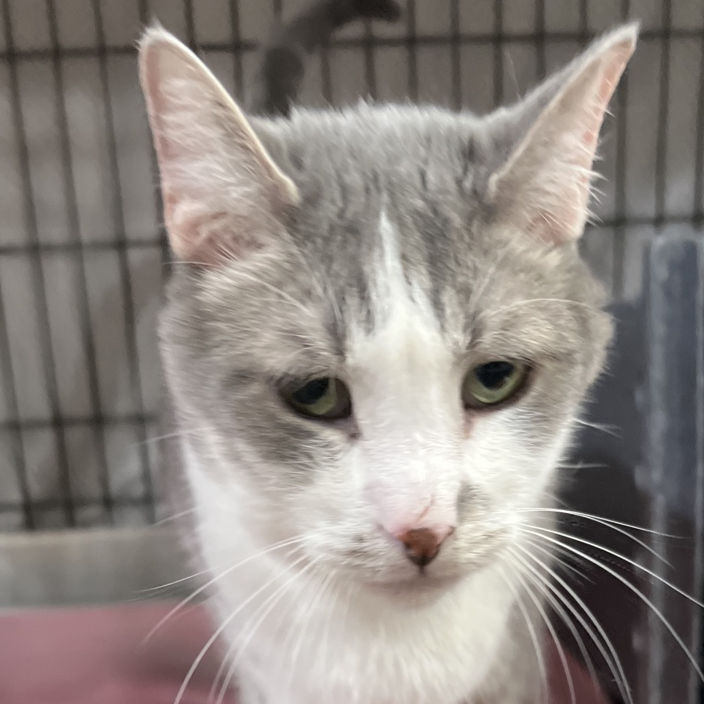 Silas, an adoptable Domestic Short Hair in Bismarck, ND, 58507 | Photo Image 2